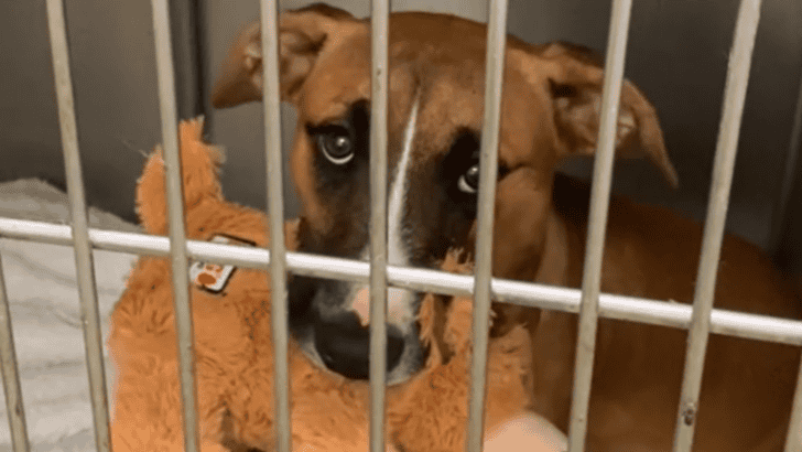 Sad and Confused Puppy Returned to Shelter Because She Wasn’t Potty Trained