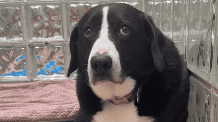 Heartbroken Dog Returned to Shelter 8 Years After It Was Adopted