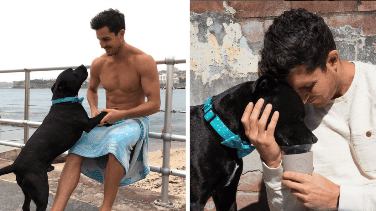 Man fosters Pit Bull and pleads to adopt him.