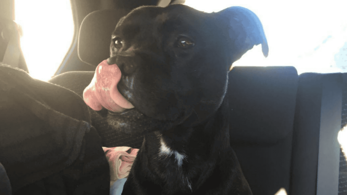 Adopted Pit Bull named Dennis.