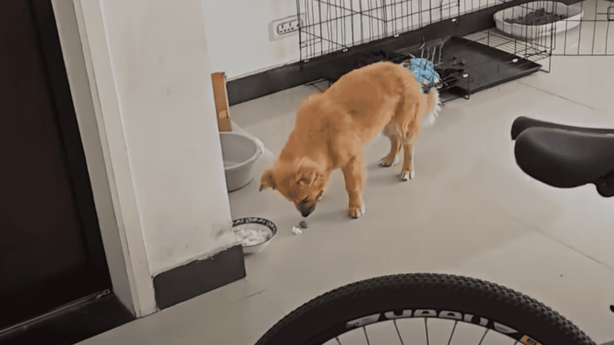 Rescued dog eats for the first time in days.