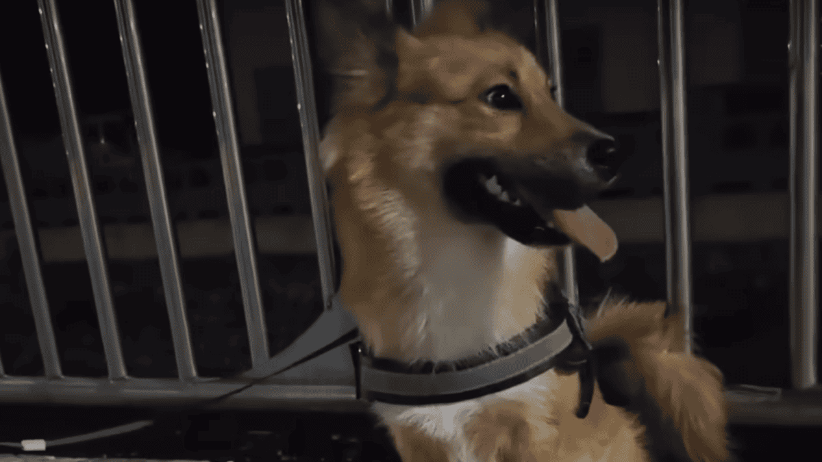 Dog returns to the spot he was abandoned with new owner.