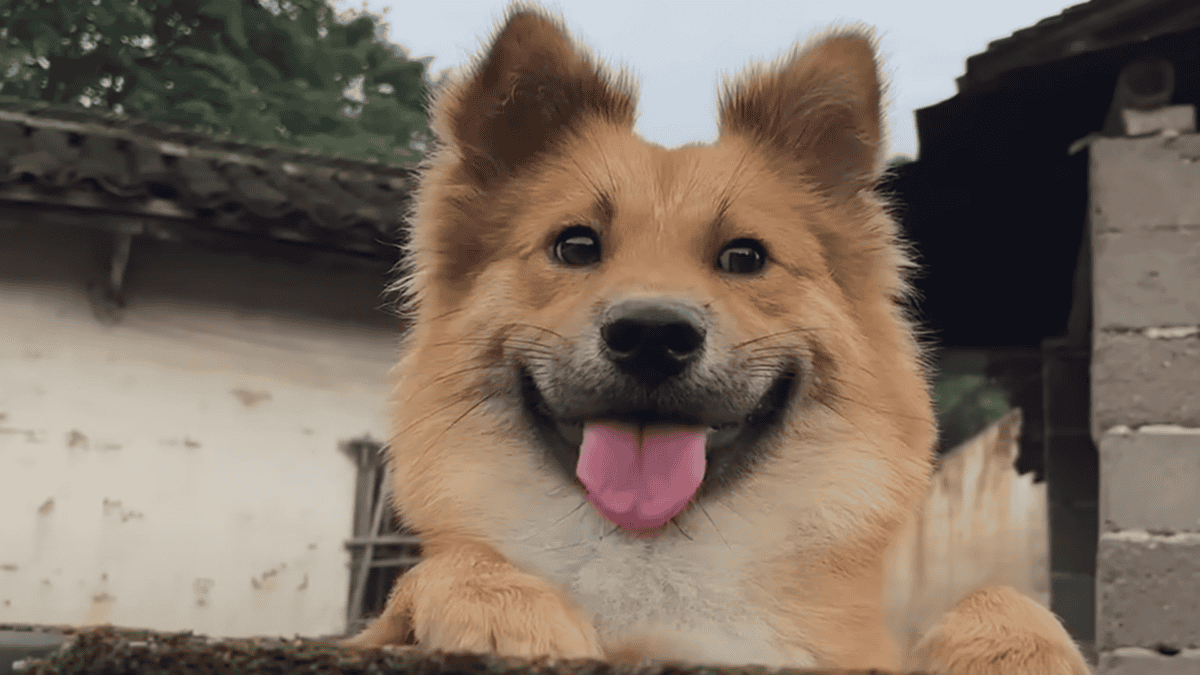Rescued dog with a bright future.