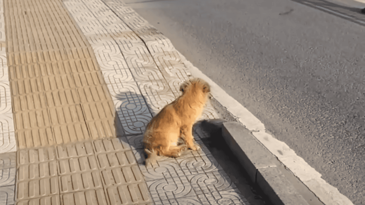 Abandoned dog waiting at the same spot his family left him.