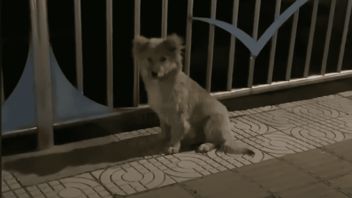 Dog comes back to same spot every day.