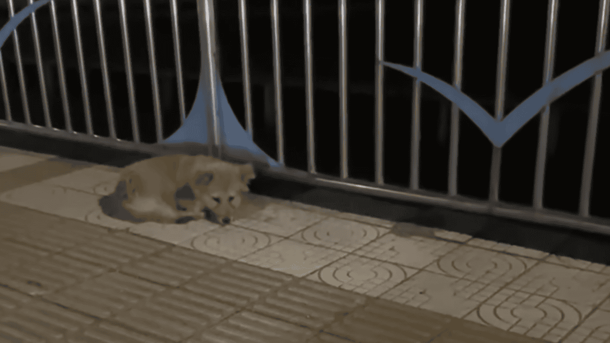 Dog has been waiting for his family at the same spot for over a month.
