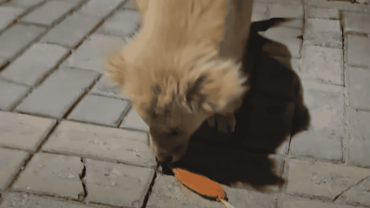 Someone tries to give stray dog food.