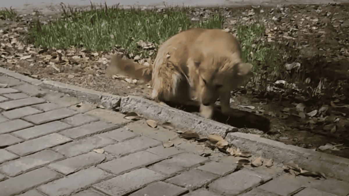 Stray dog afraid of someone trying to help.
