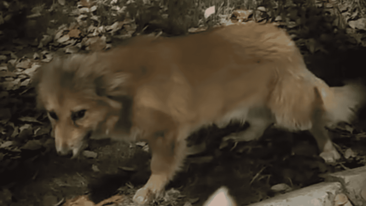 Stray dog stands as still as a statue out of fear.