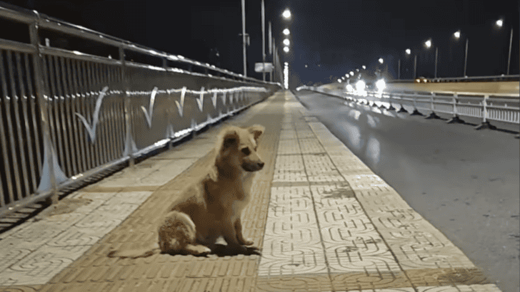 Dog Waits at Overpass for Over 30 Days Hoping For Family&rsquo;s Return