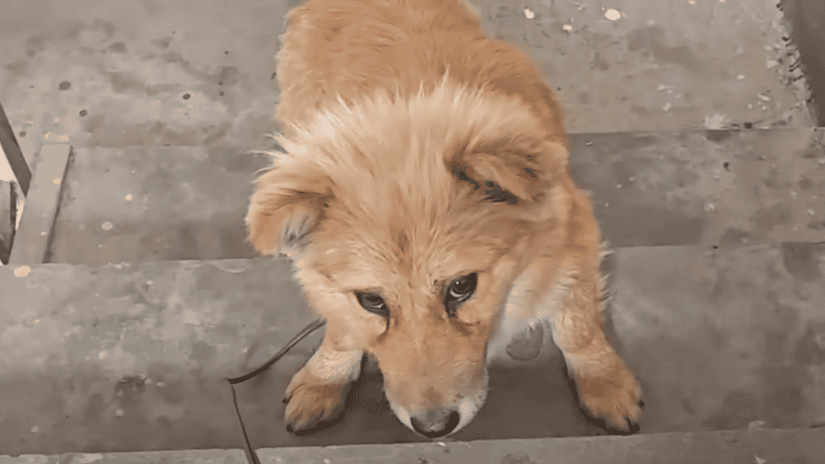 Rescued dog terrified to go up stairs.