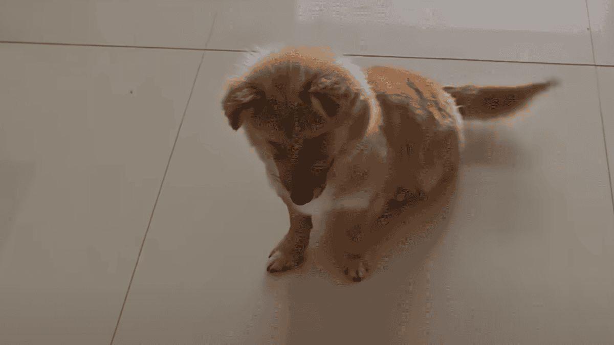 Rescued dog wags tail when owner arrives.
