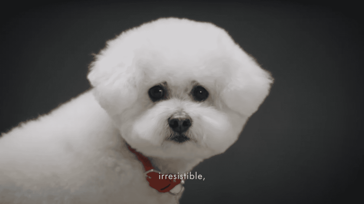 Maltese poodle labelled "irrestible" in Dolce & Gabbana’s marketing campaign for its dog perfume.