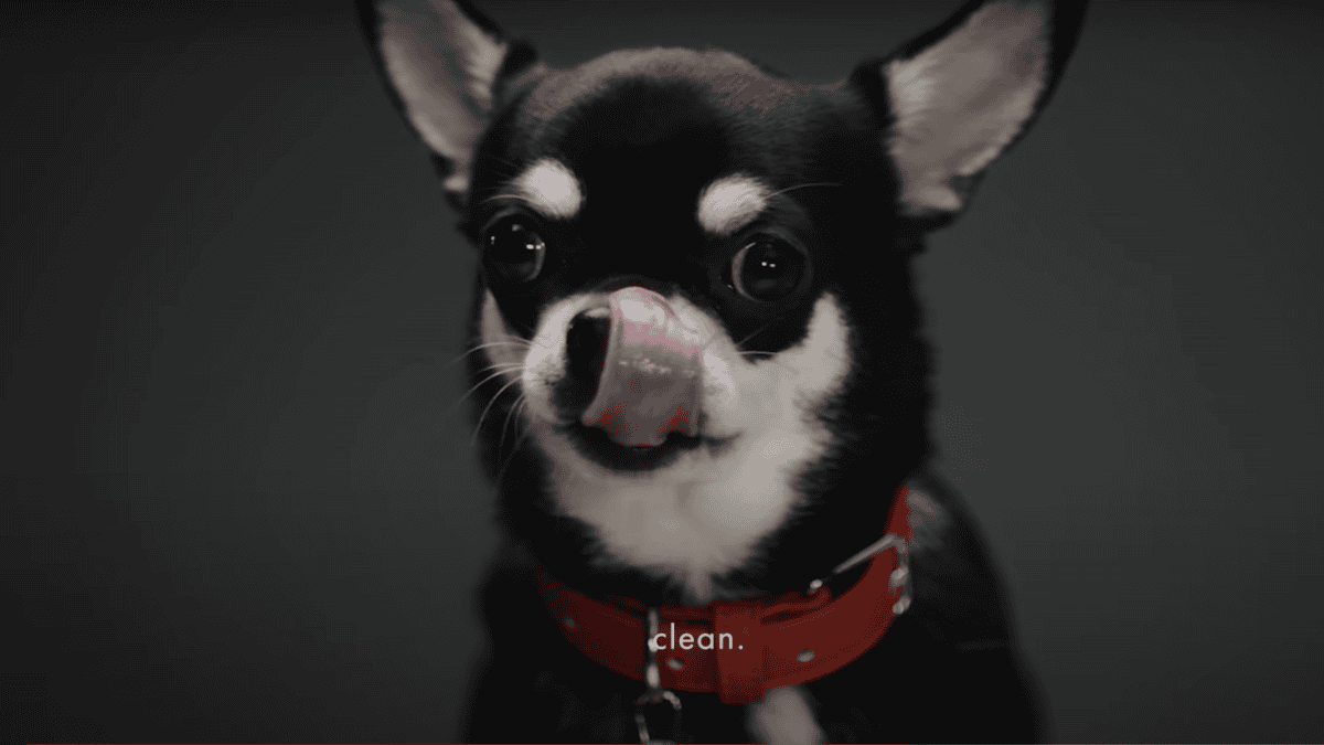 Chihuahua labelled "clean" in Dolce & Gabbana’s marketing campaign for its dog perfume.