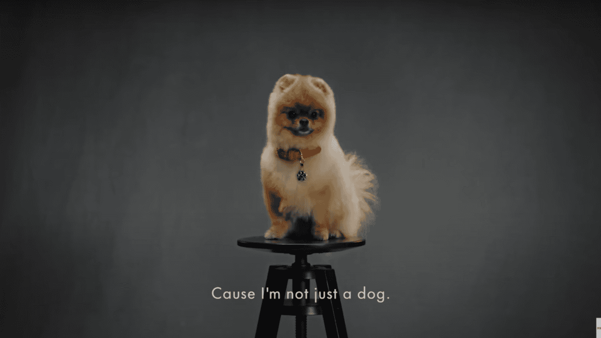 Pomeranian in Dolce & Gabbana’s marketing campaign for its dog perfume.