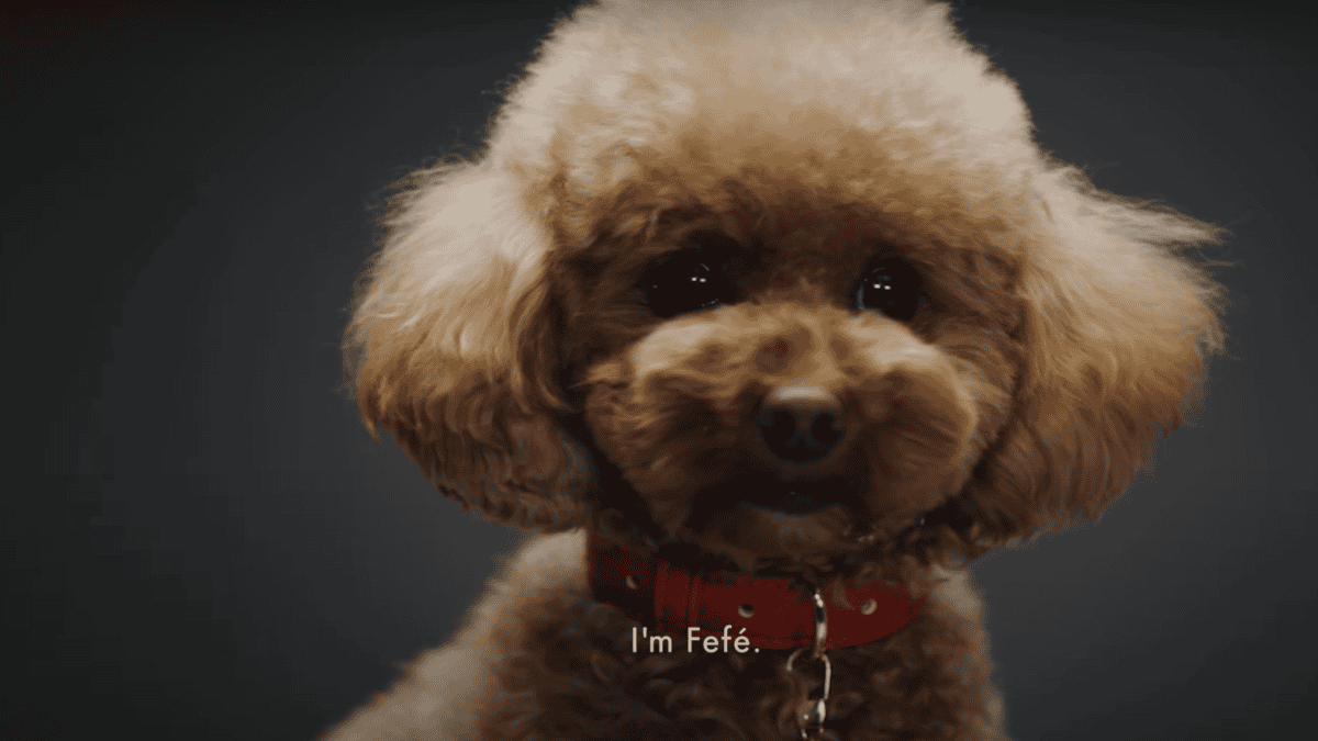Fefé in Dolce & Gabbana’s marketing campaign for its dog perfume.