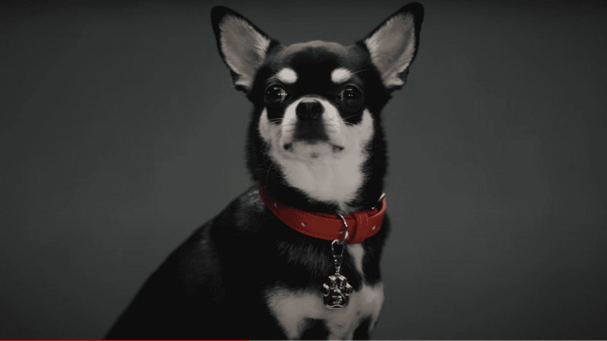 Chihuahua in Dolce & Gabbana’s marketing campaign for its dog perfume.