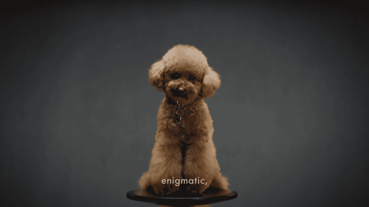 Poodle labelled "enigmatic" in Dolce & Gabbana’s marketing campaign for its dog perfume.