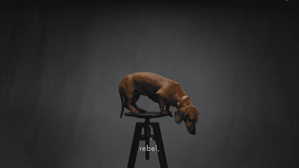 Dachshund labelled "rebel" in Dolce & Gabbana’s marketing campaign for its dog perfume.