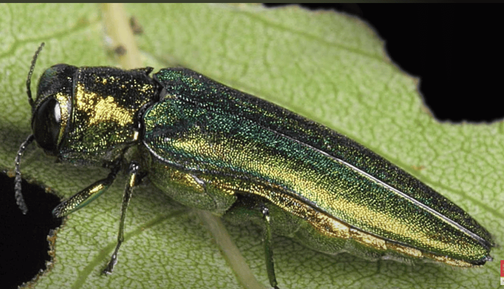 Emerald ash tree borer chewing on a leaf.