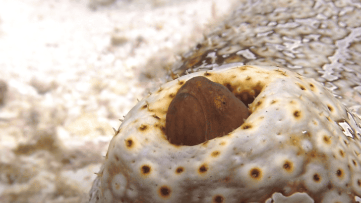 Meet the Eel-like Pearlfish that Lives in a Sea Cucumber’s Butt