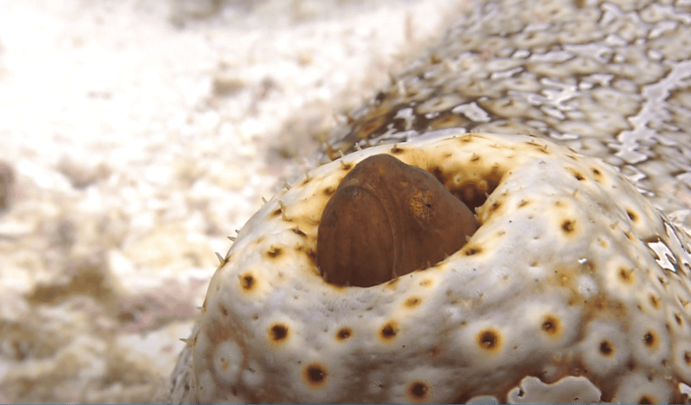 A pearlfish's head is seen from the bottom side of a sea cucumber.