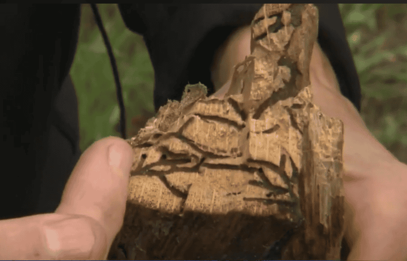 An Ash tree bark invested by Emerald ash tree borer. 