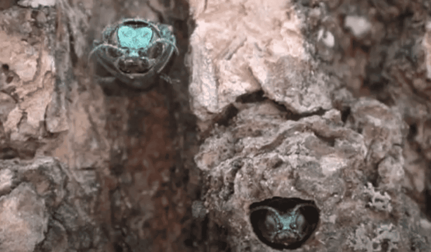 Two Emerald Ash Tree Borers live inside the hole in the ash tree. 