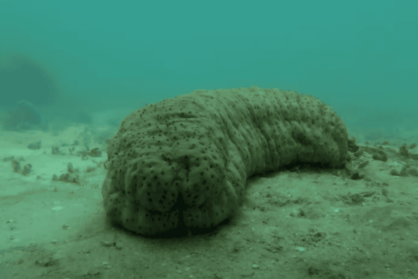 A sea cucumber on the ocean floor.