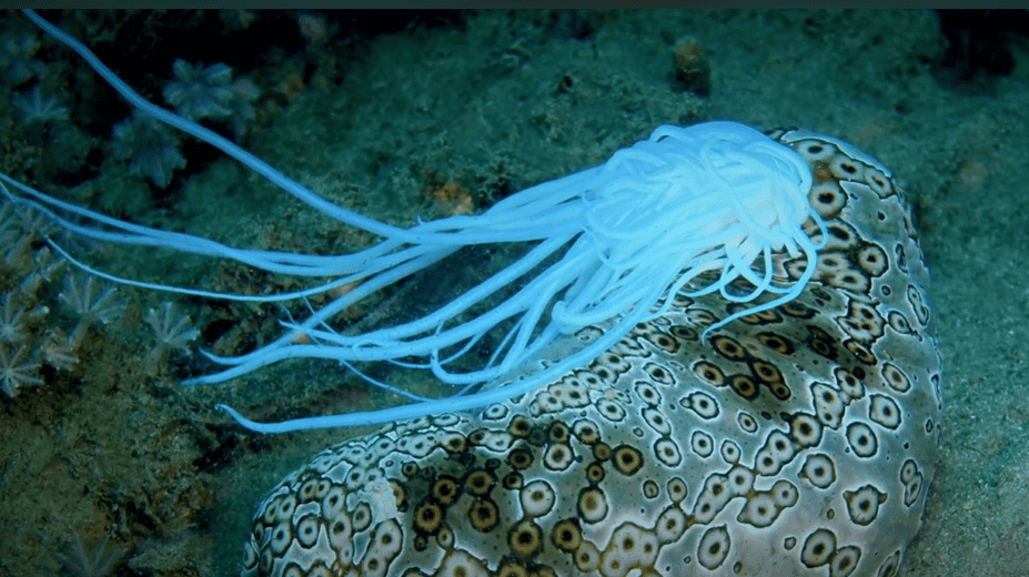A sea cucumber ejecting cuvierian tubules as defense mechanism