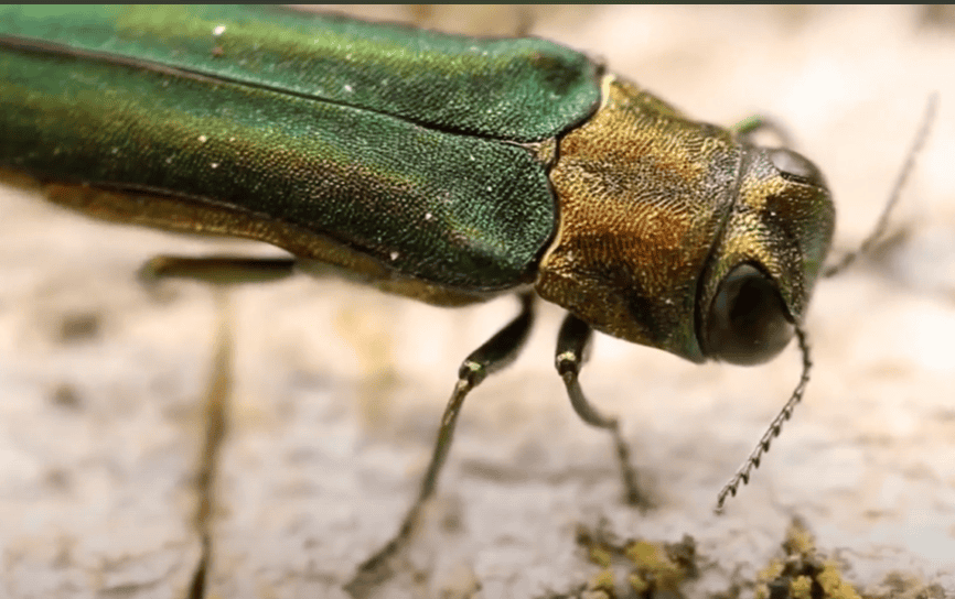 Emerald Ash Tree Borer.