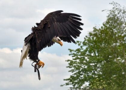 The Most Powerful Bald Eagle Ever Seen in the Wild