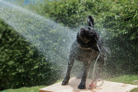 Expert Secrets For Healthiest Pet Coats