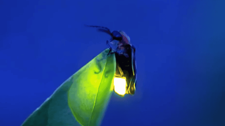What Happens If Fireflies Go Extinct