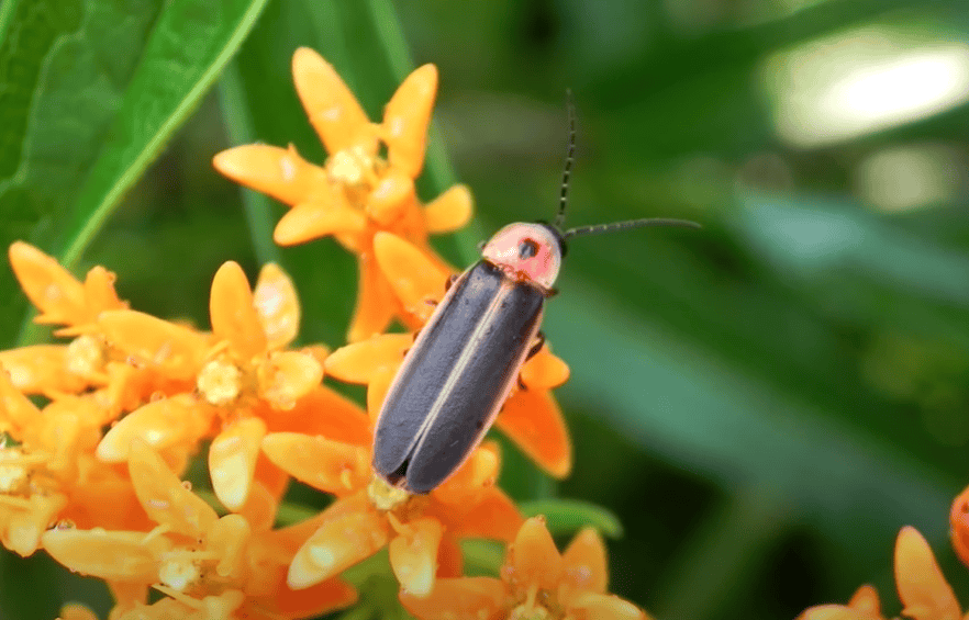A firefly rests on a bunch of forest flowers.