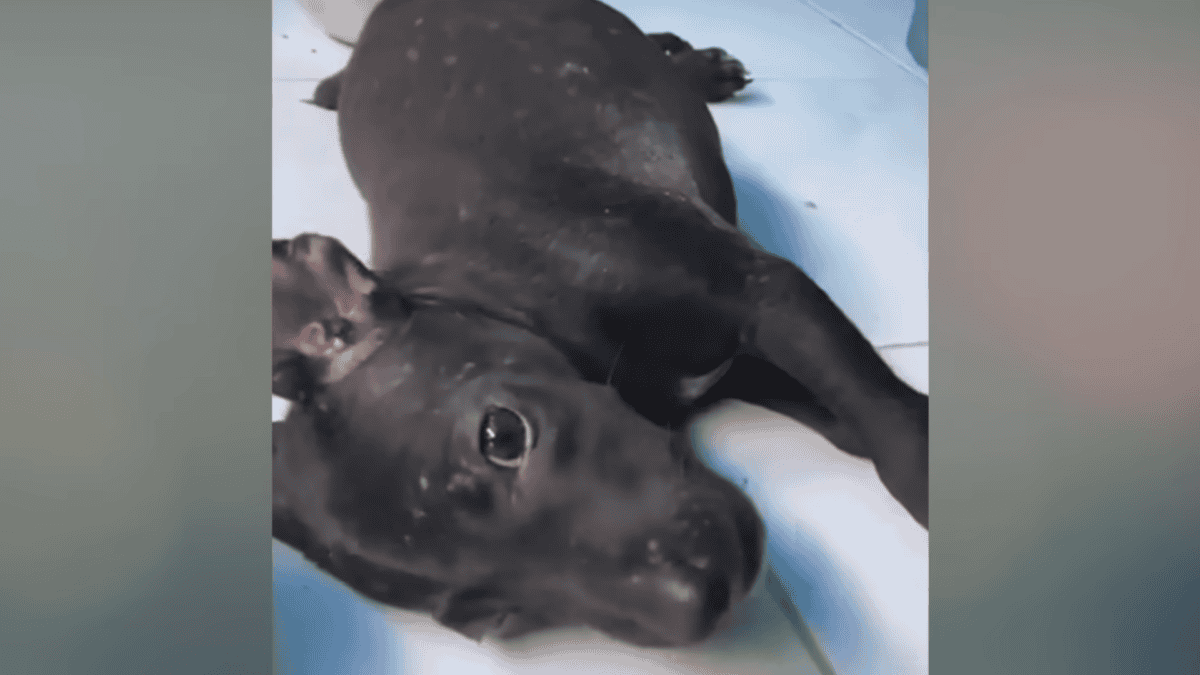 Puppies get medical examination by vets.