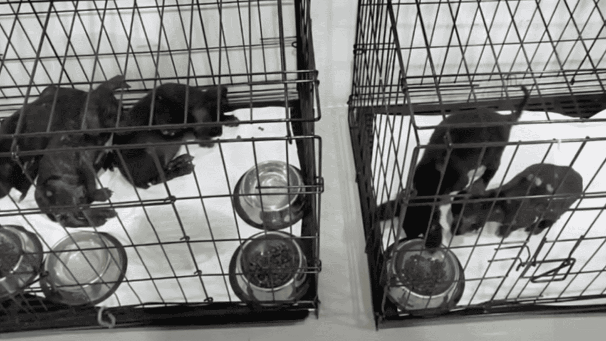 Vet staff treat puppies.