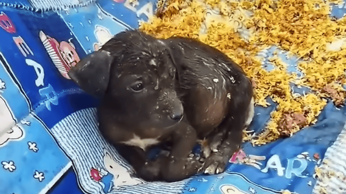 Someone left puppies in a field with a blanket and food.