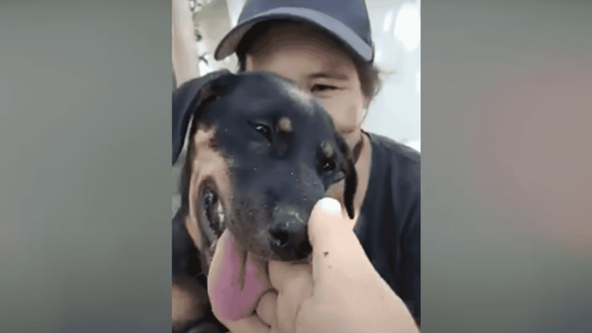Rescuer gives rescued puppies the love they need.