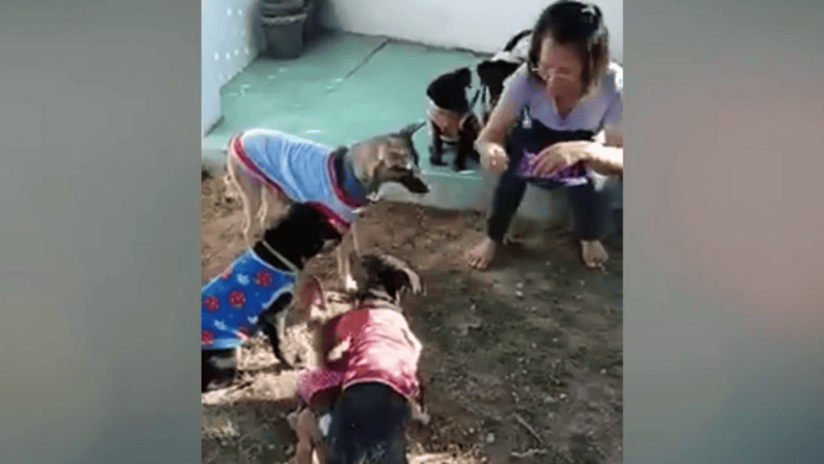 Rescuer gives rescued puppies clothes to keep the warm.