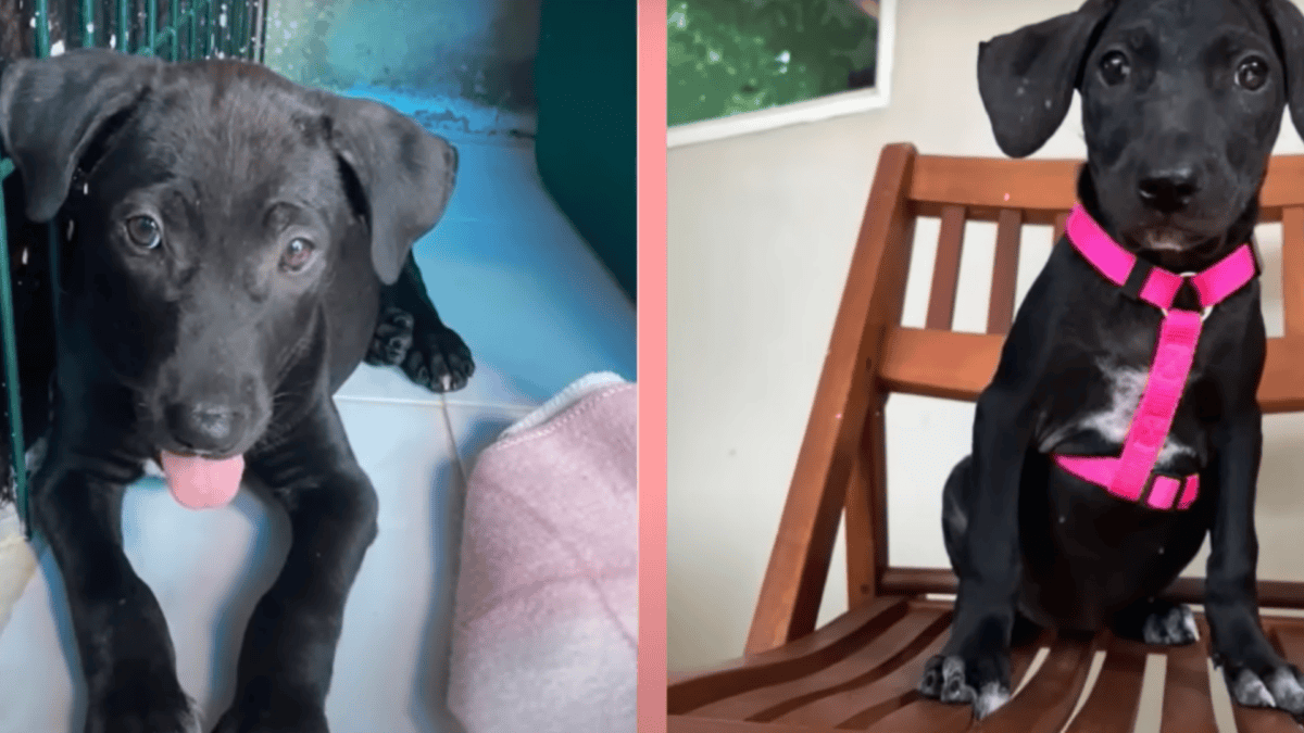 Rescued puppies get adopted.