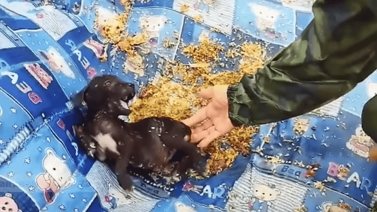 Puppies terrified after being left in field.