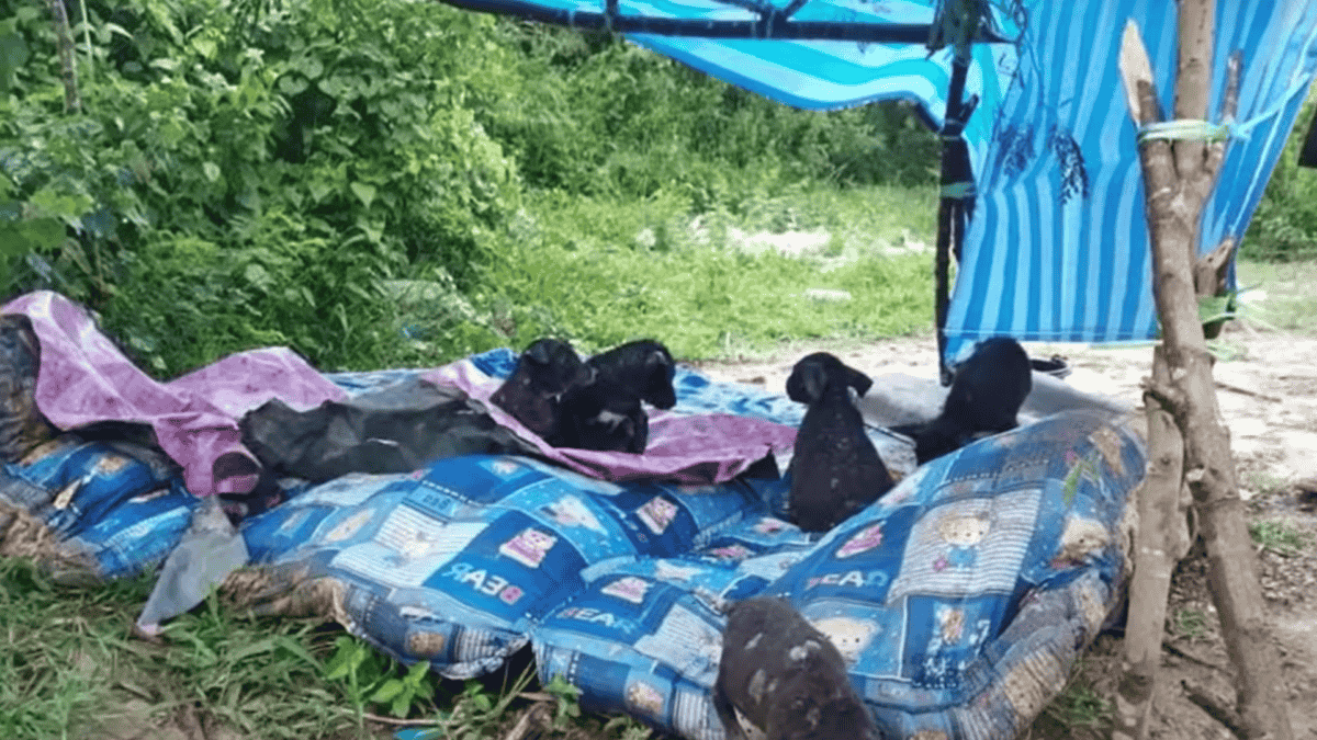 Temporary tent built for abandoned puppies.