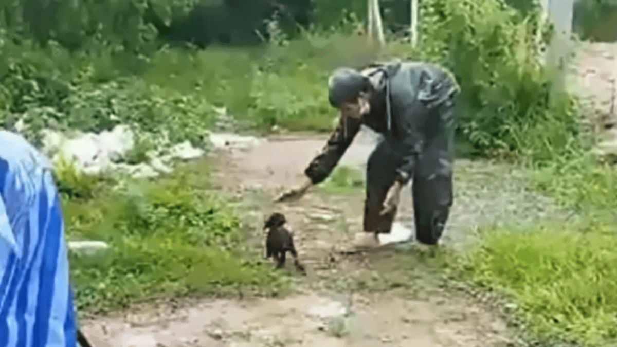 Farmer finds one of the lost puppies.