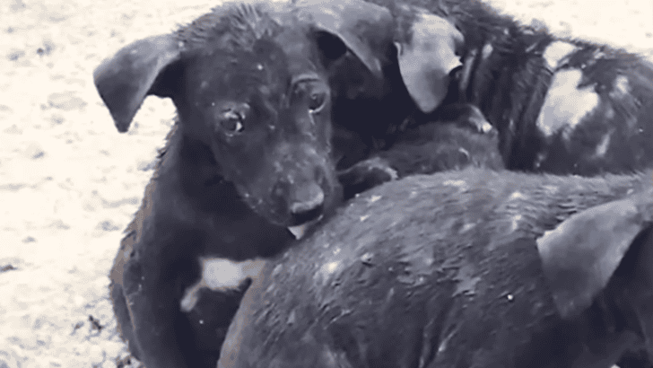Farmer Finds 5 Trembling Puppies in Muddy Field Abandoned in the Rain