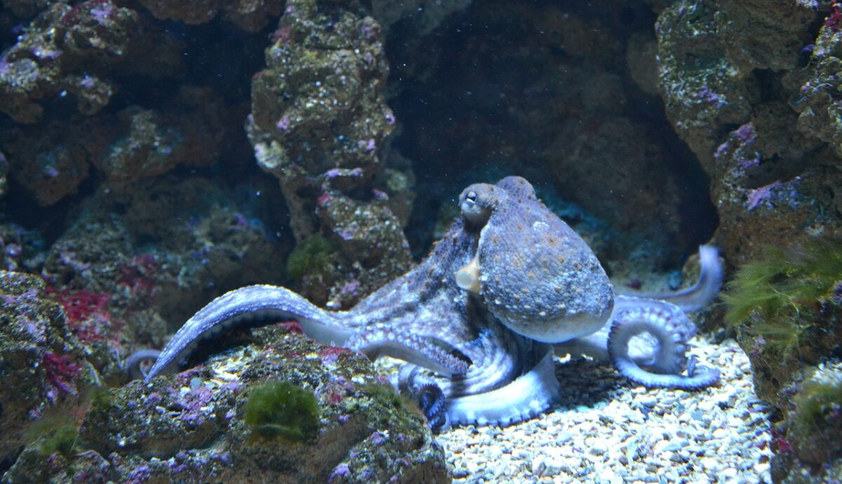 An octopus in the sea.