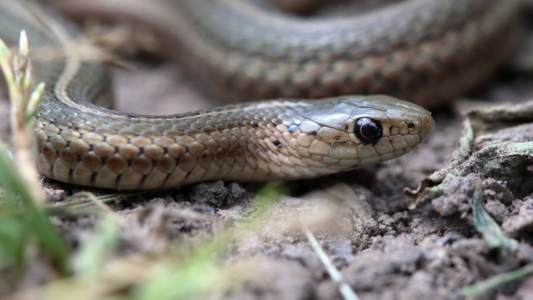 10 Things Snakes Do to Regulate Heat And 3 That Leave Them Exposed