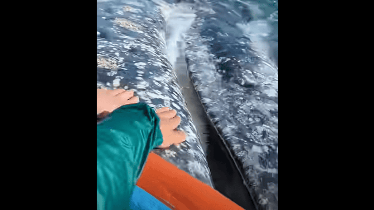 Marine biologists patting gray whale