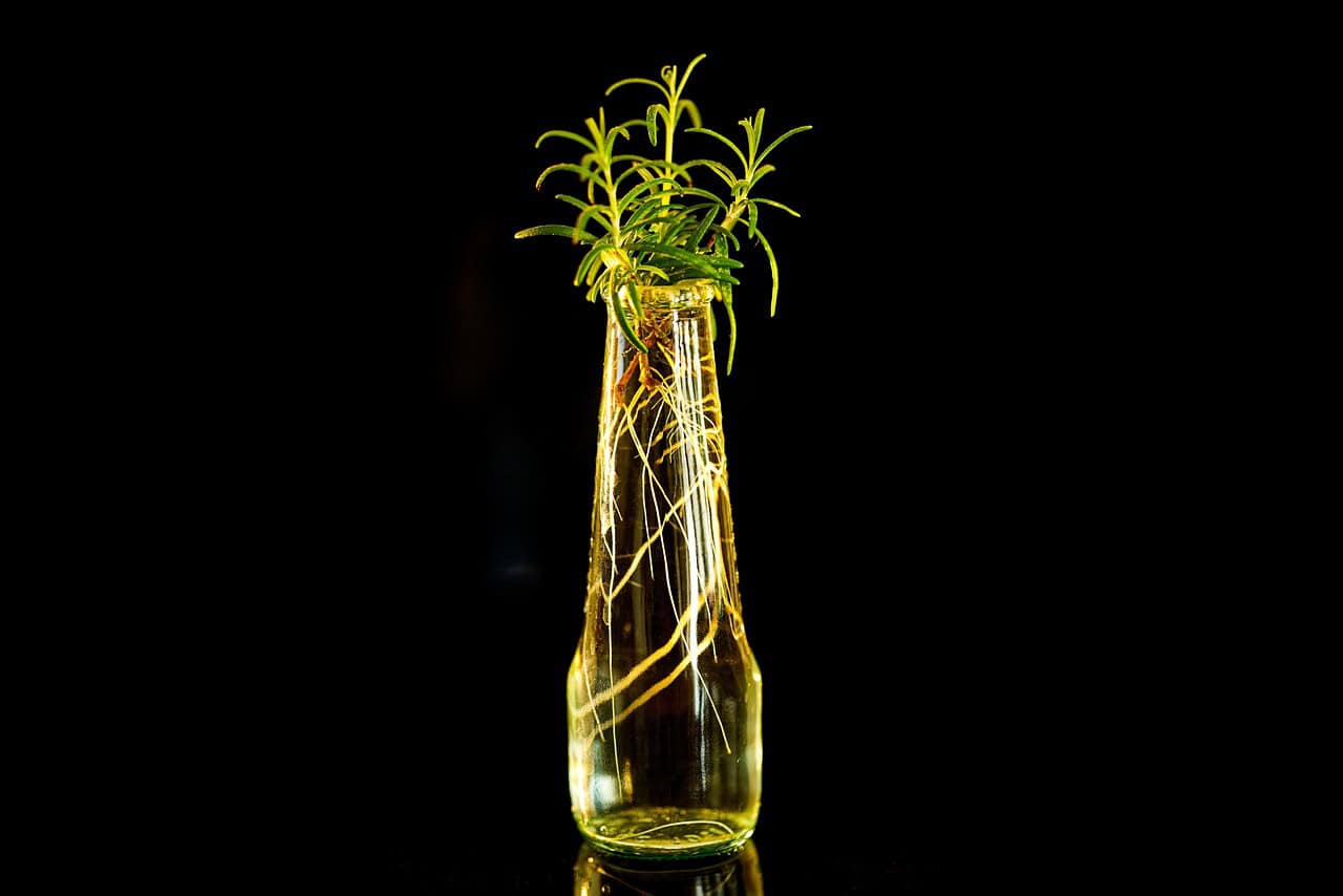 Rosemary
