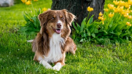 13 Dog Breeds That Need a Job to Be Happy